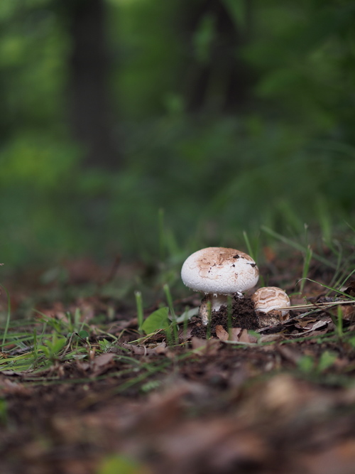 MA304875raw01s.jpg