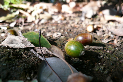 P1000655s.jpg