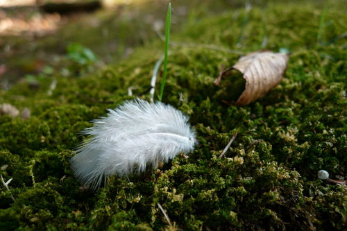 P1000658s.jpg