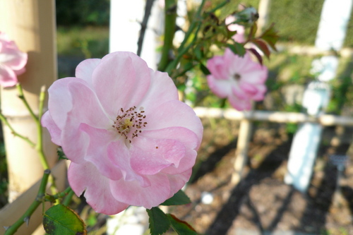 P1000668s.jpg