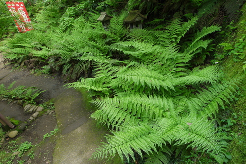 P1010251s.jpg