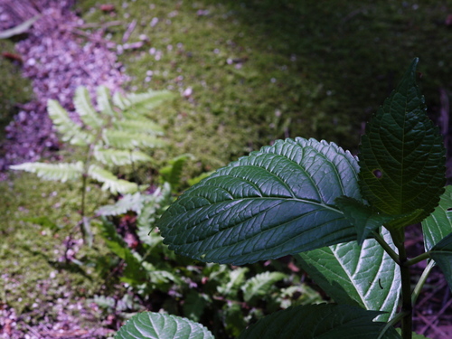 P1010396s.jpg