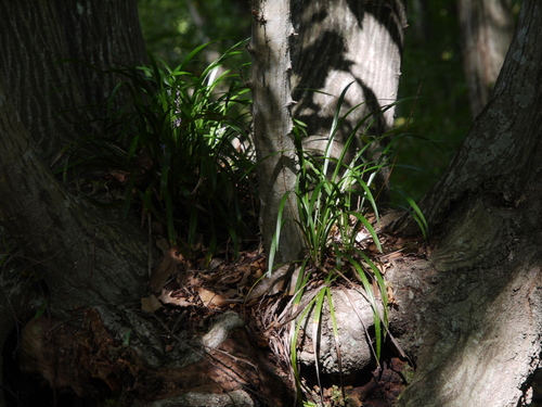P1020449s.jpg