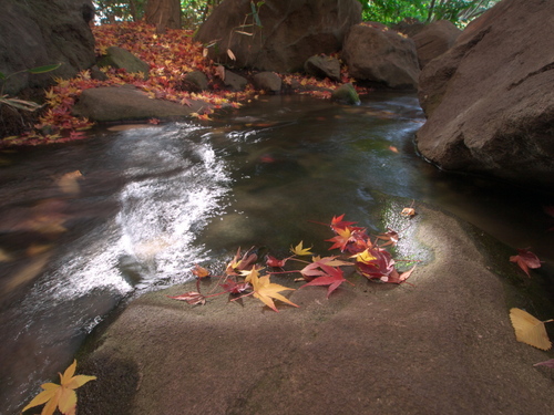 P1030427s.jpg