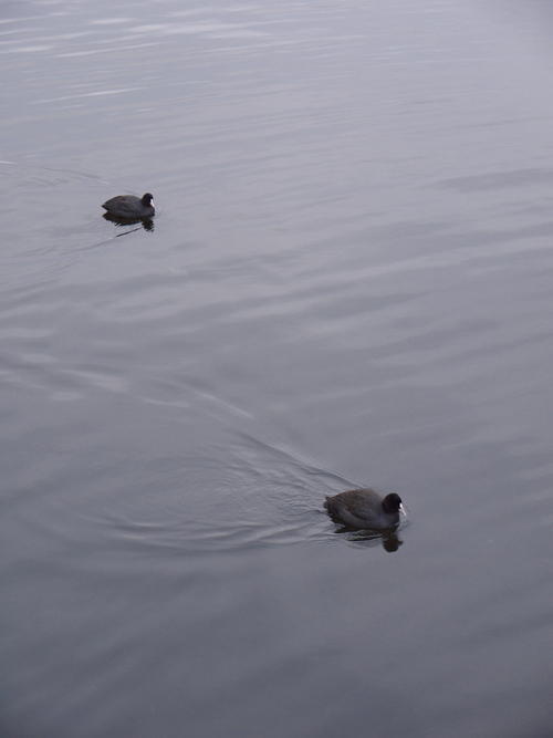 P1040195s.jpg