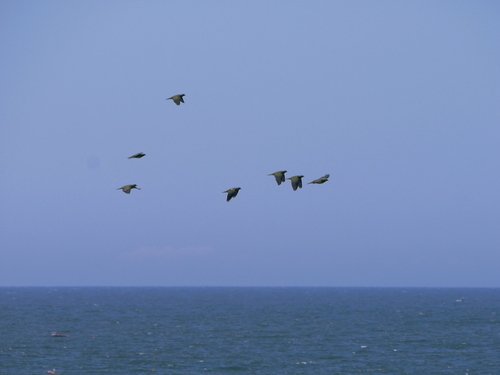 P1040924-js.jpg