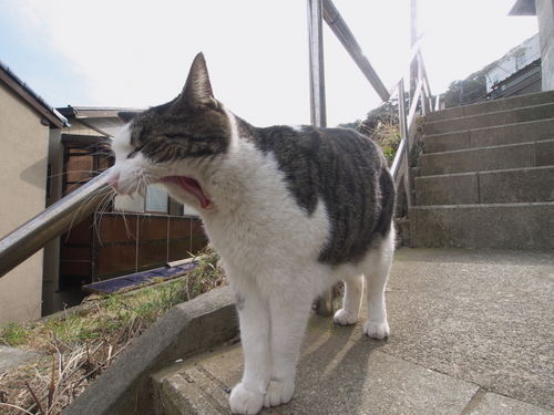 P1080251s.jpg