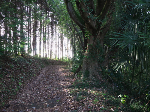 P1090070_01s.jpg