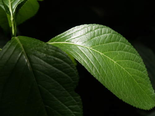P5188228s.jpg