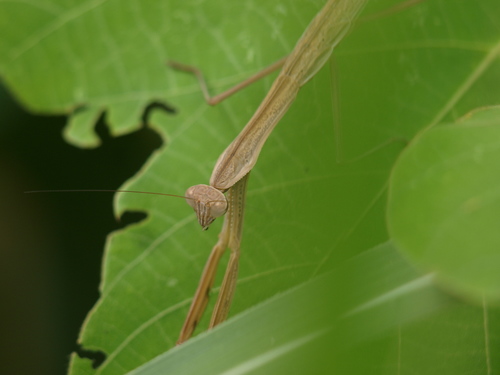 Q2012177_raws.jpg