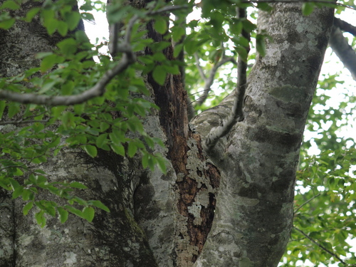 Q2155024s.jpg