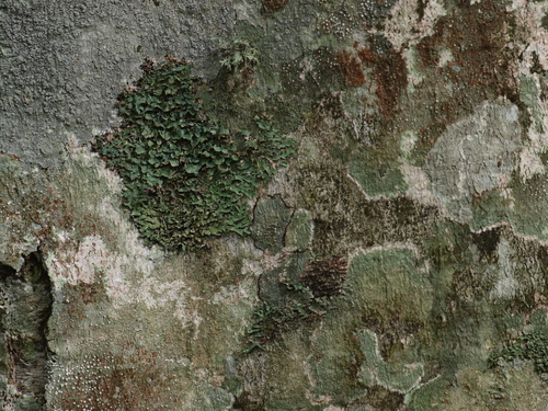 Q2155026s.jpg