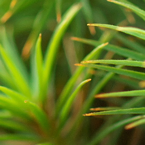Q2188715raw-100t.jpg