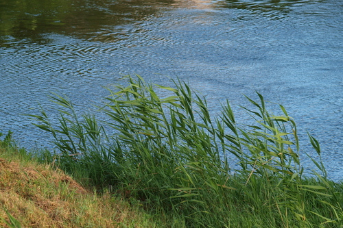 Q2289586_raws.jpg